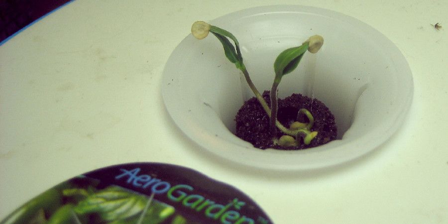 seedling in an open Aerogarden pod