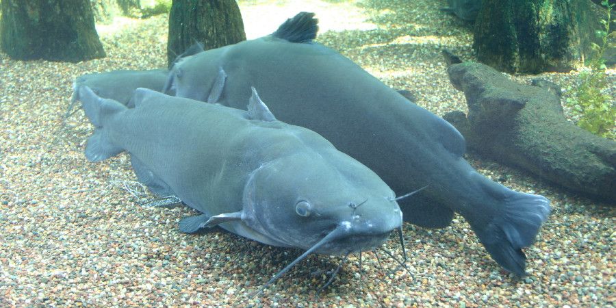 pair of channel catfish underwater