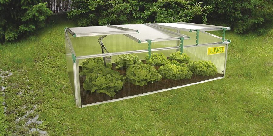 Exaco BioStar cold frame sitting on lawn with lettuce growing inside.
