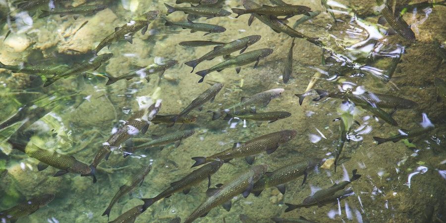 Many Fish Swimming In Clear Water