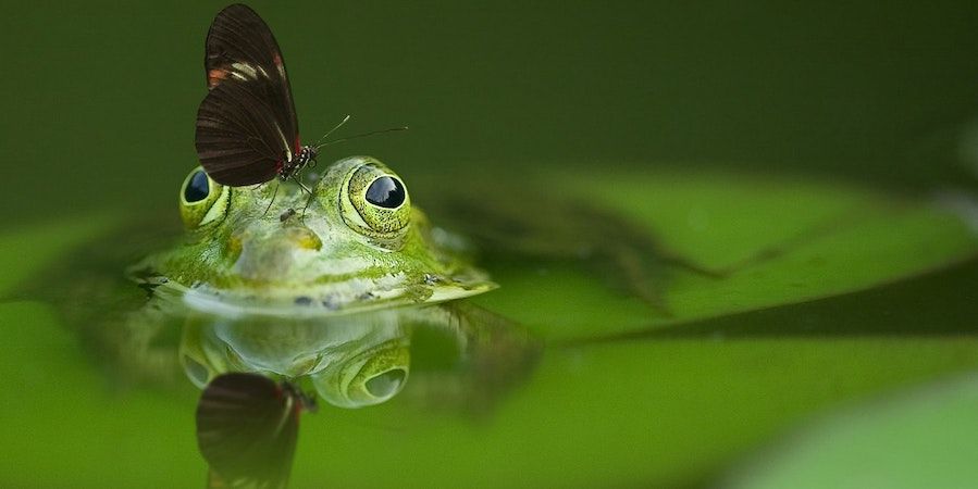 Butterfly Sitting On Frog In Pond
