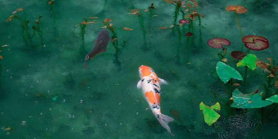 Orange And White Koi In Pond