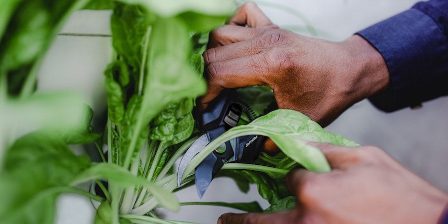 Hands Harvesting Lettuce