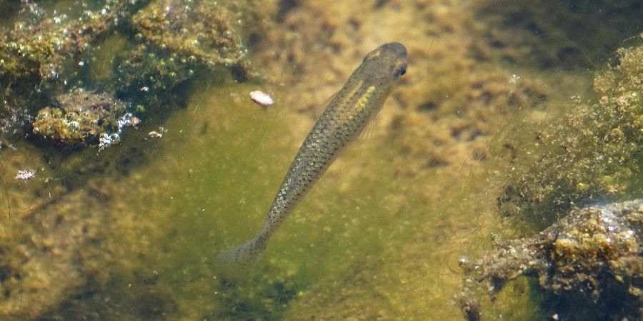 Mosquitofish swimming in the wild
