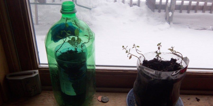 Plastic Bottles Growing Seedlings On A Windowsill