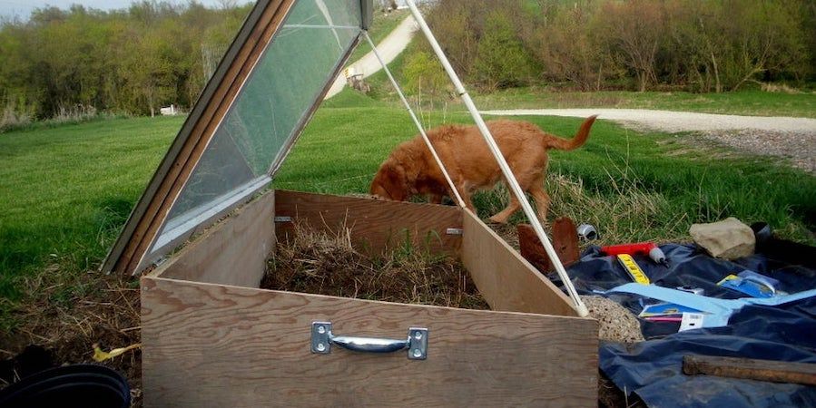 Wooden Cold Frame With Dog