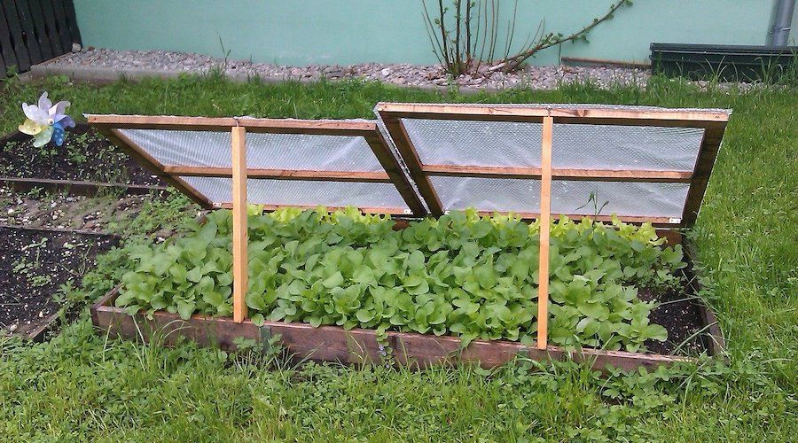 Cold Frame On Raised Bed