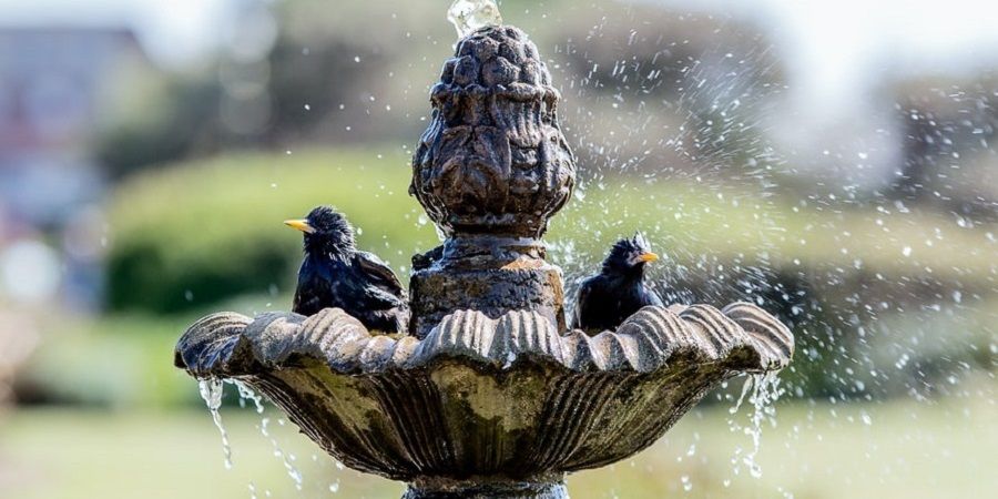 two black birds on a fountain