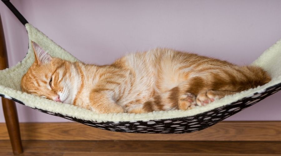 The Best Cat Hammock — Our 2021 Reviews