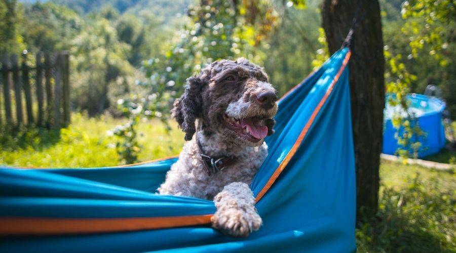 The Best Dog Hammock for Your Summer Adventures