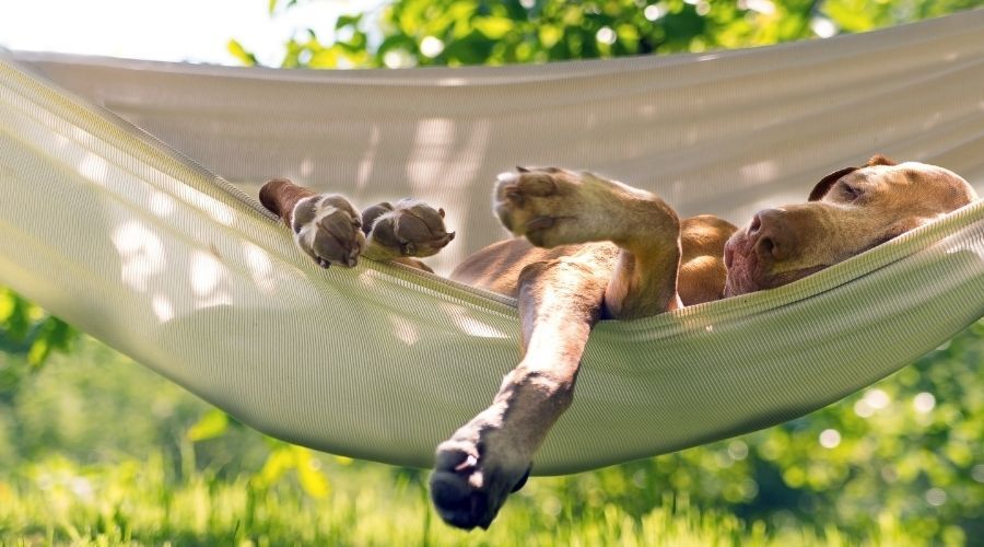The Best Dog Hammock for Your Summer Adventures