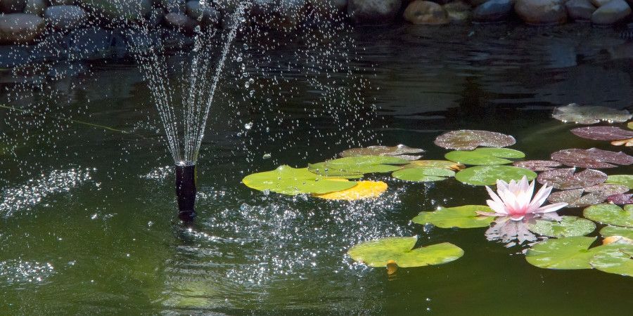 water lilies floating in pond beside small fountain