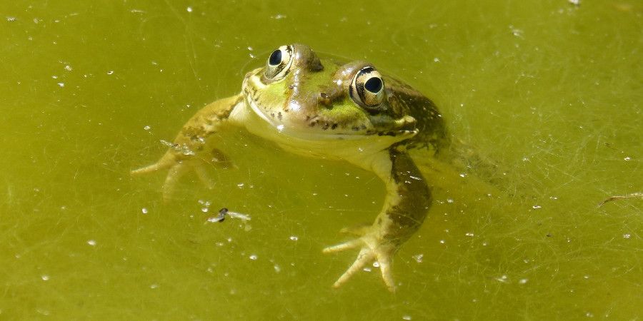 frog floating in algae green water
