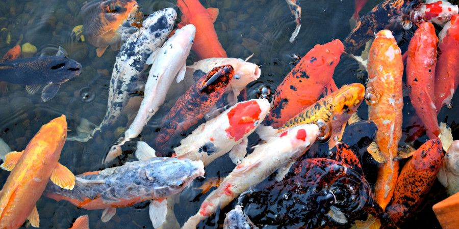 koi fish clustered in pond
