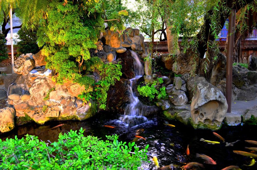 koi pond with waterfall and plants