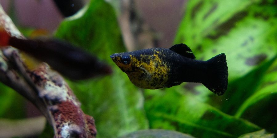 black and yellow molly fish, plants in background