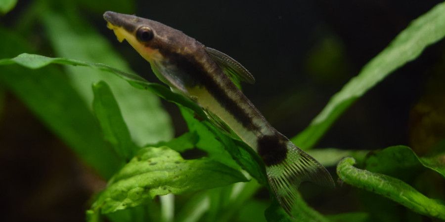 Otocinclus catfish dritfing near plants