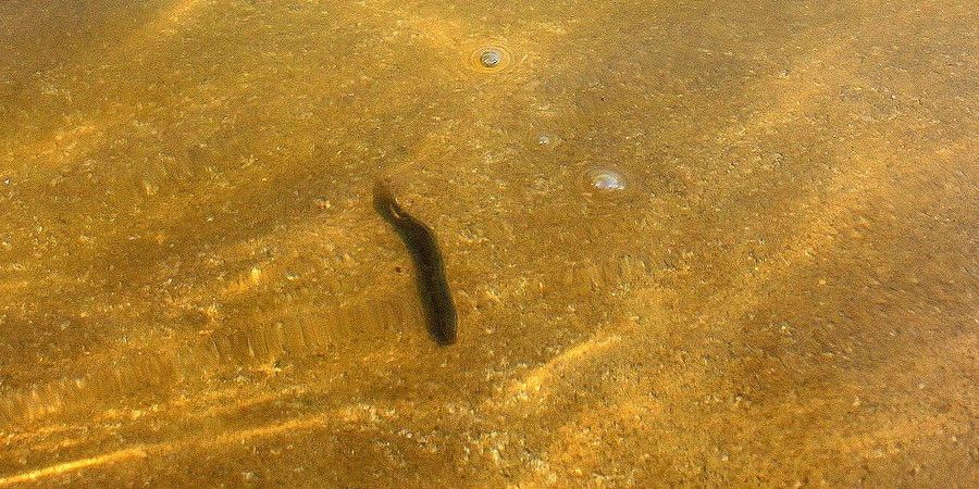 pond loach swimming in brownish water