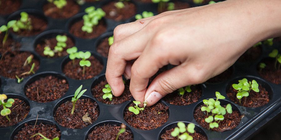 seedling tray with human hand visibly cleaning a seedling