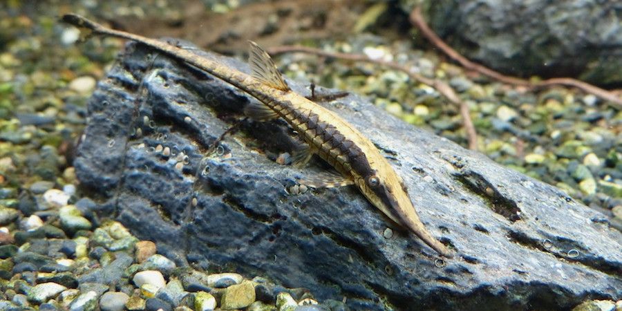 twig catfish resting on a rock