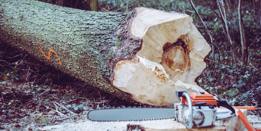 Chainsaw And Felled Tree