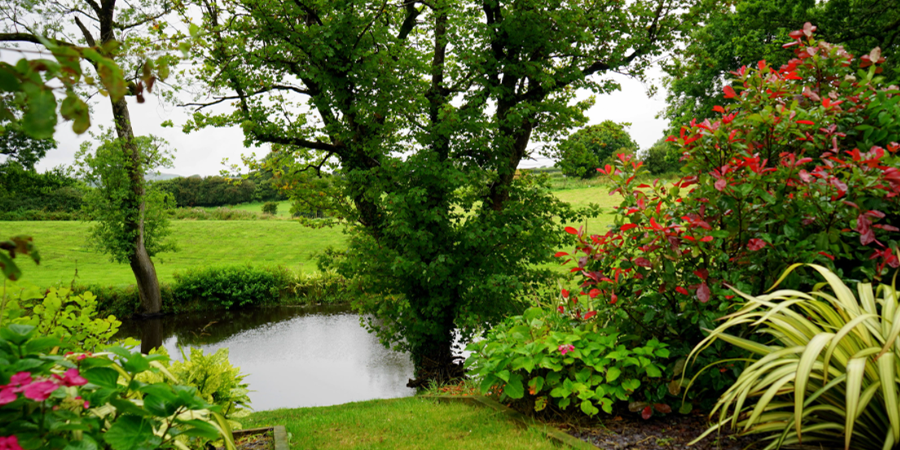 Large Backyard Pond