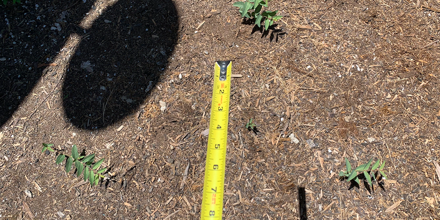 A person measure the space in the garden