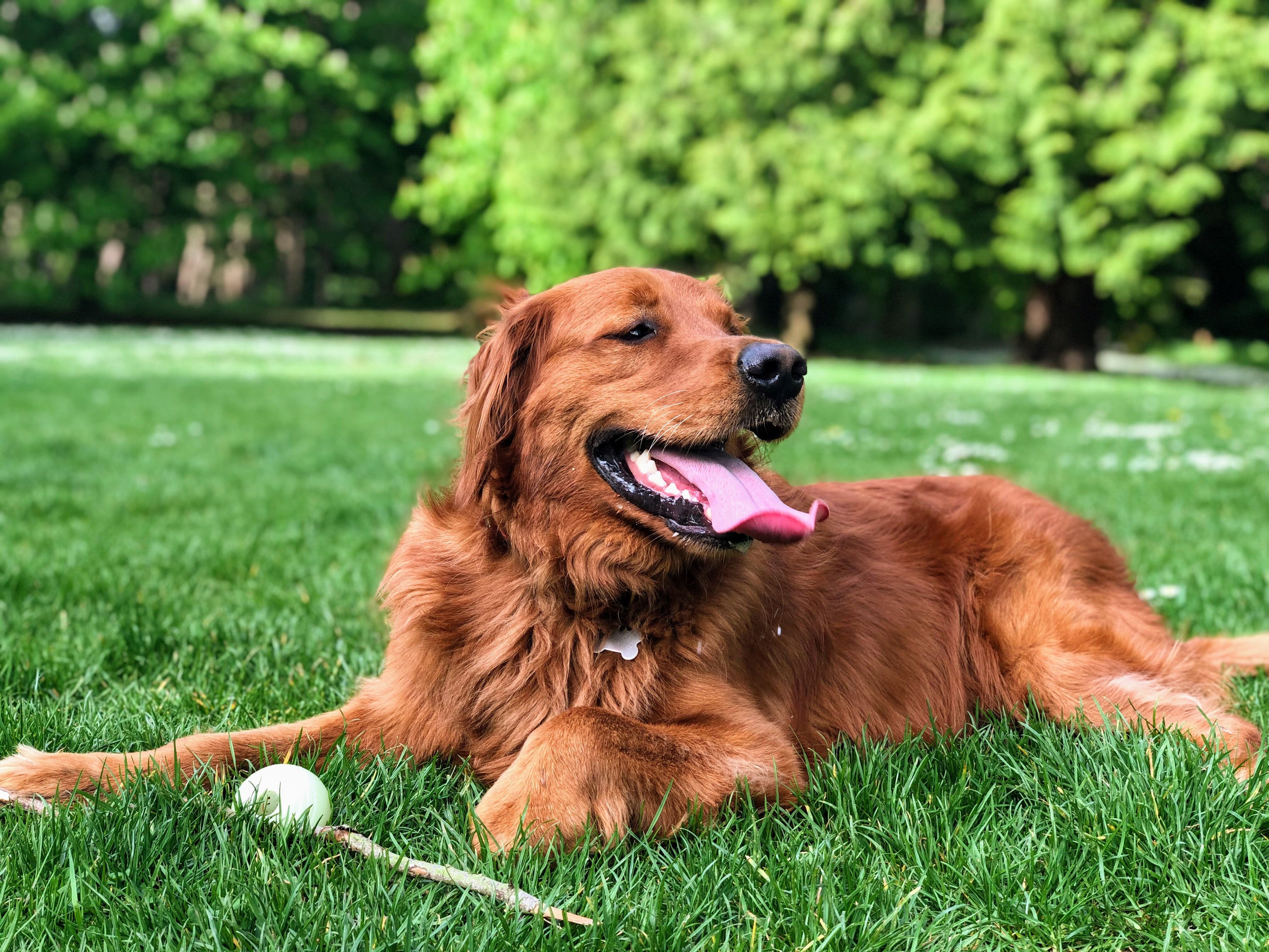 Golden Retriever lying on green grass field during day time