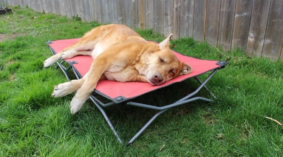 A brown dog laying on a red portable dog bed