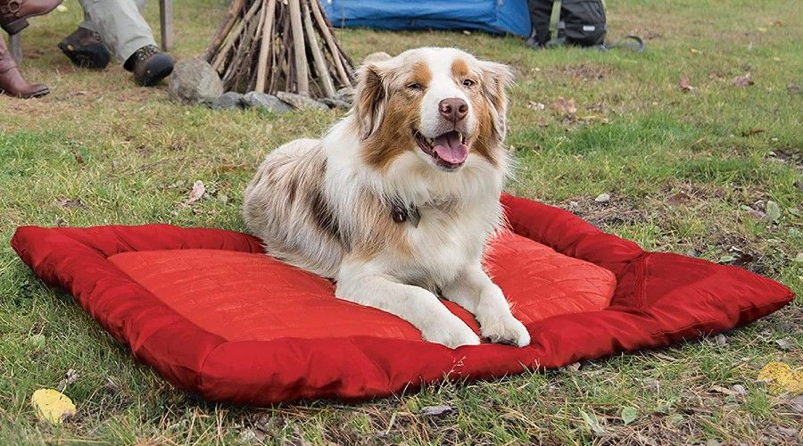 An Australian Shepherd laying on a red dog bed in the grass
