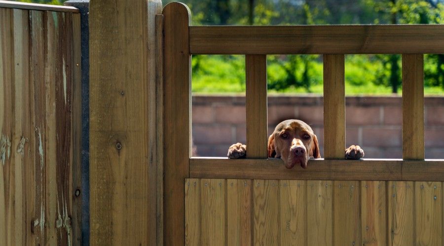 The Best Fence for Dogs Our 2021 Review