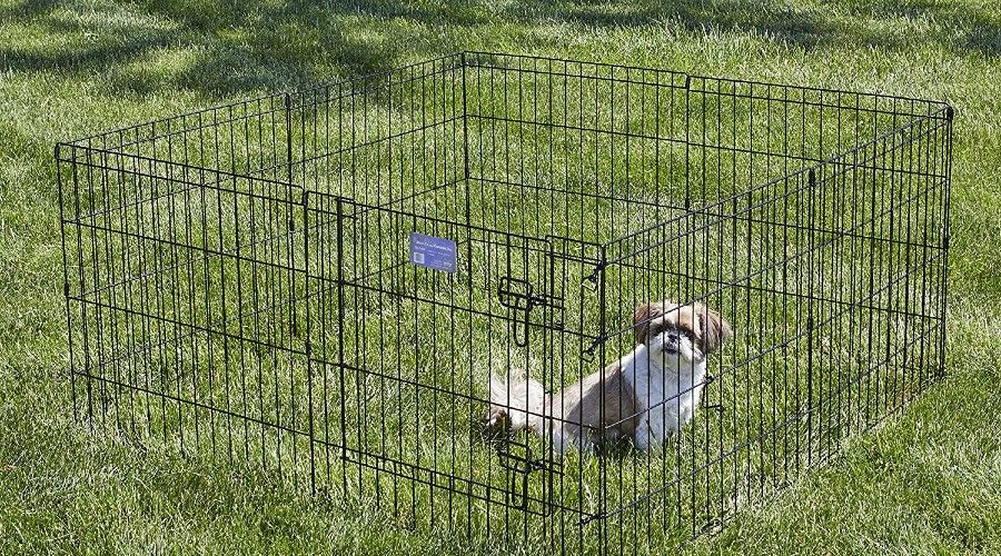 A small brown and white sitting in a black exercise pen in the grass