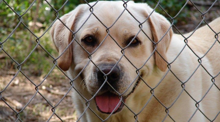 A gold lab looking through a chain fence