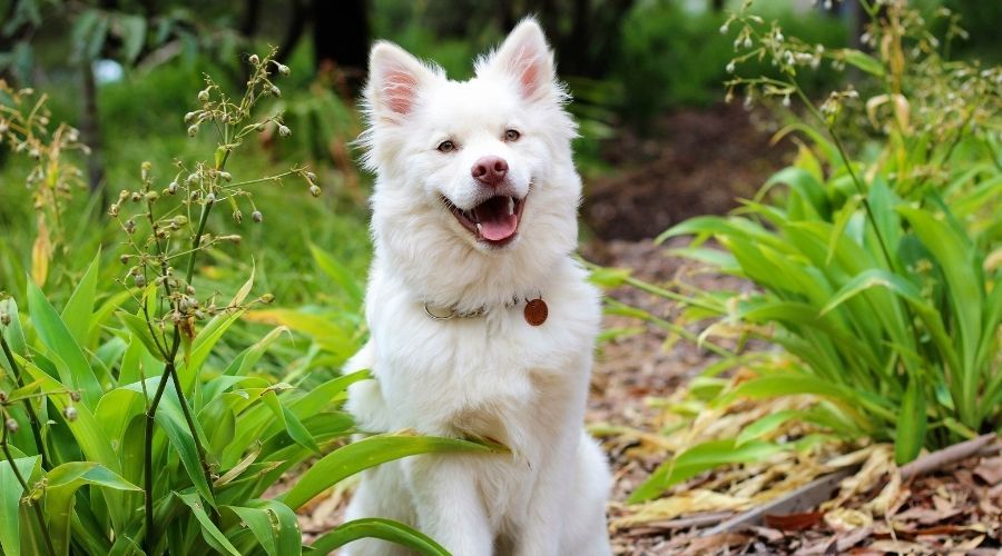 A white dog sitting outdoors surrounded by vegetation