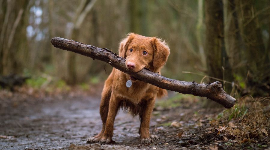 Brown dog carrying large stick through woods