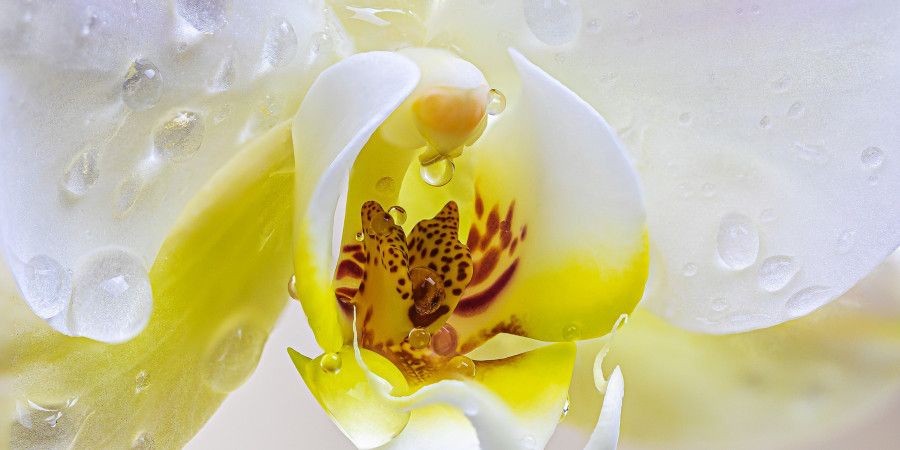 Close-up of dew drops on white and yellow orchid