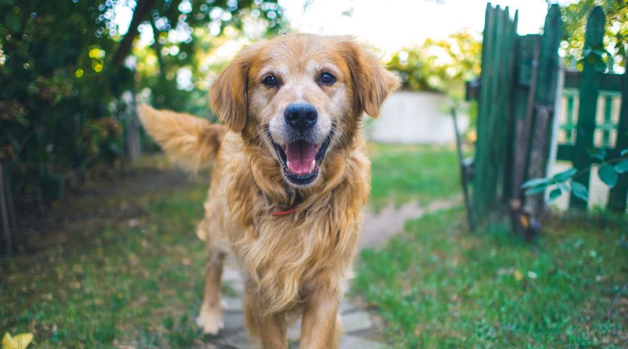 Happy older golden dog smiling as walking on pathway