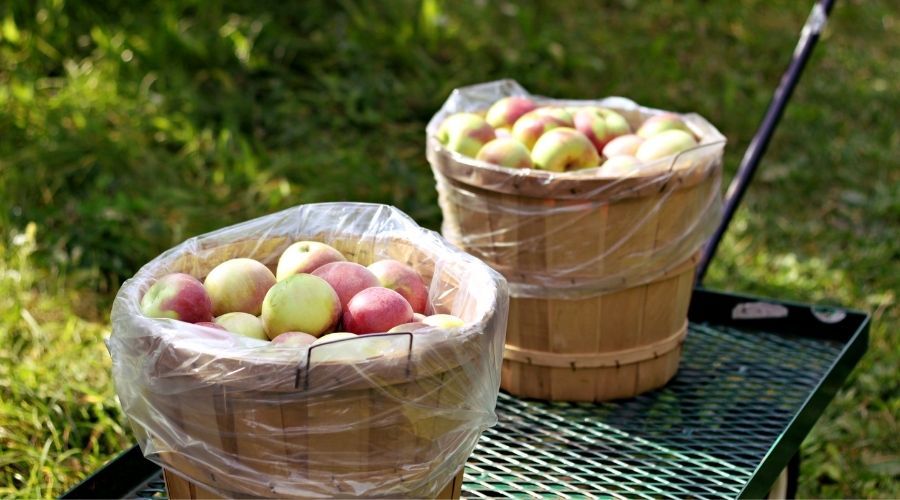 Two wooden baskets filled with apples on a black metal wagon.