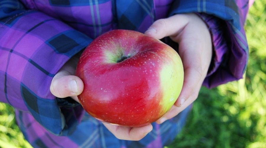 A child's hands holding a freshly picked apple.