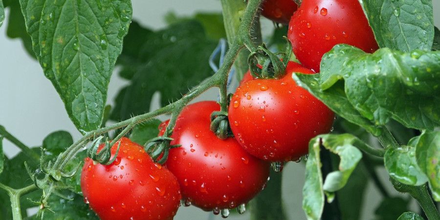 Close-up of dew moistened tomatoes on vine