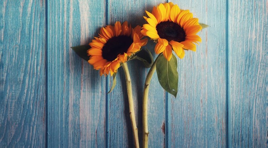 two sunflowers on a blue table