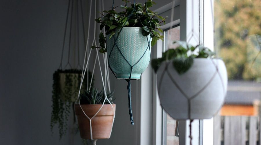 plants hanging