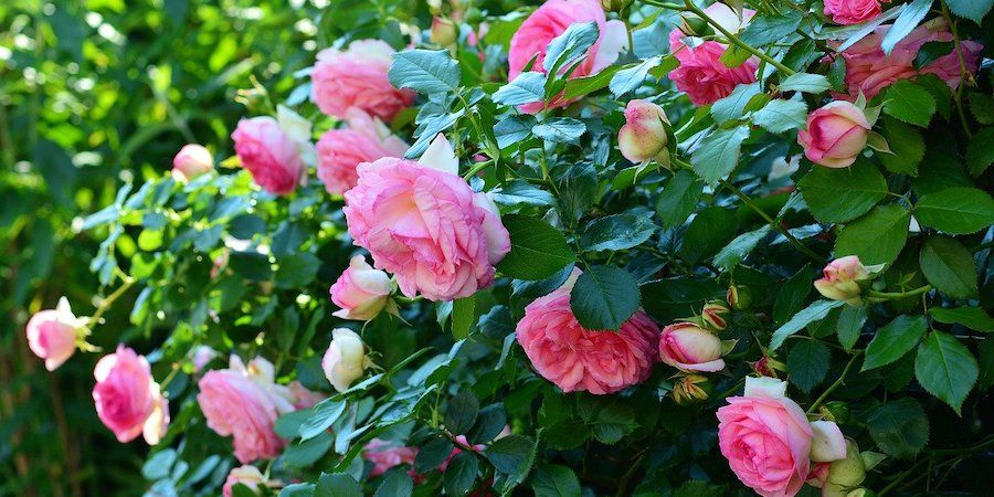 Pink roses on a bush in a sunny day