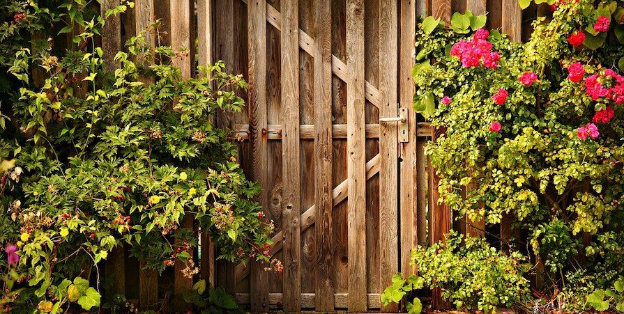 Roses bushes next to the wooden gate