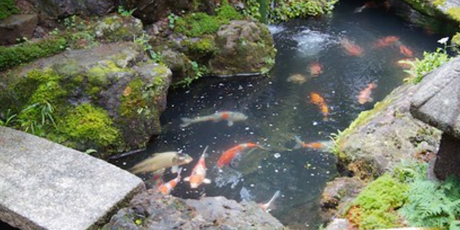 Zen Garden with Koi Pond