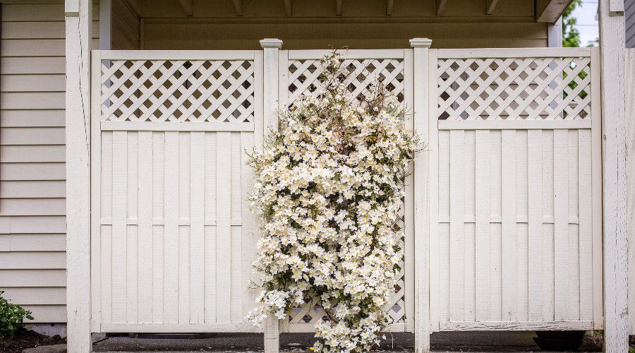 White garden fence with white flowers climbing center section