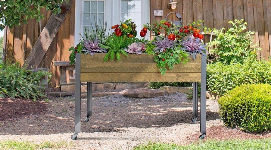 A raised wooden garden bed, fully planted, sitting outdoors in front of someone's house