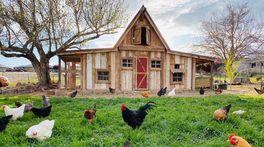 chickens in foreground with attractive chicken coop in background
