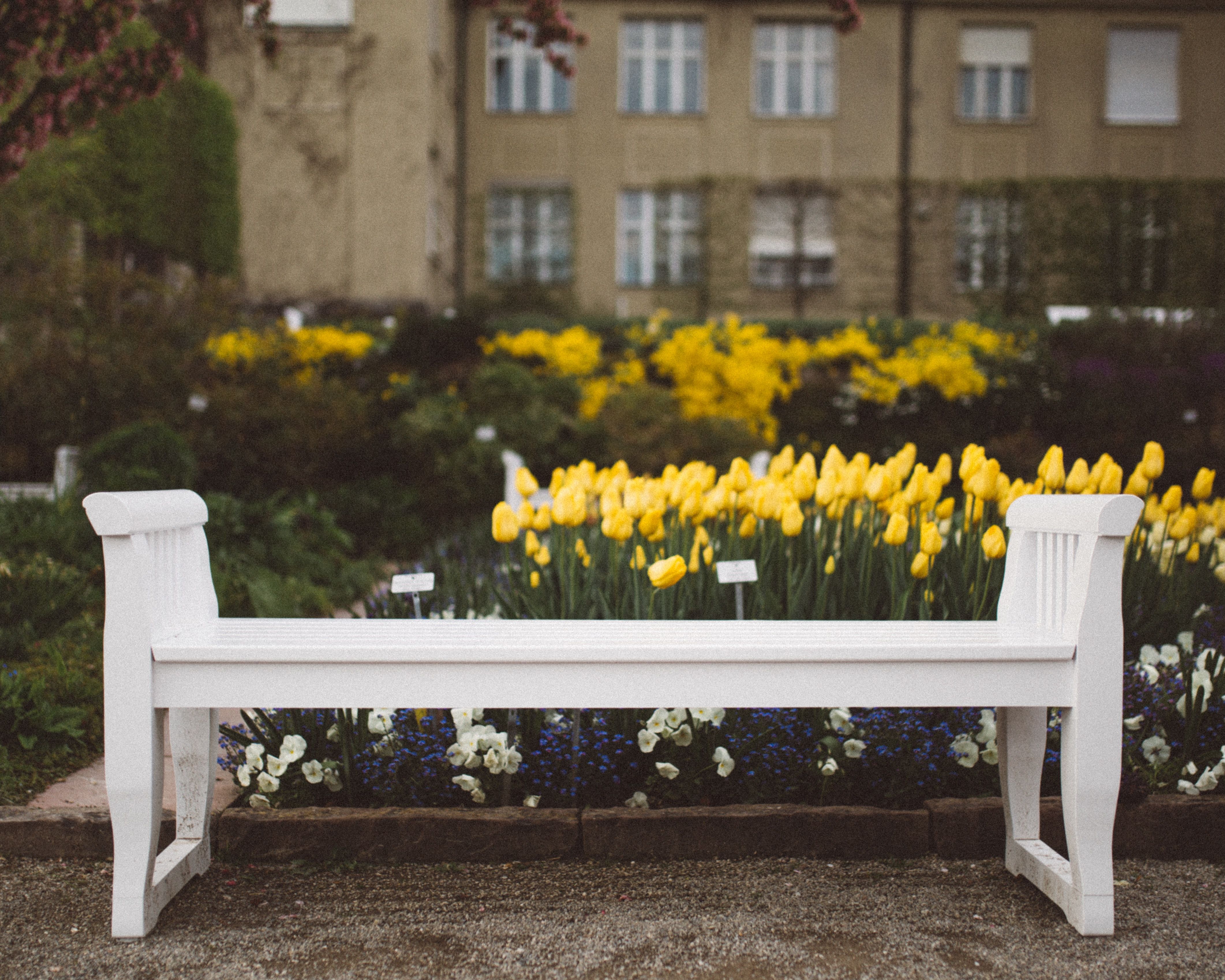 White plastic bench in front of the yellow flowers