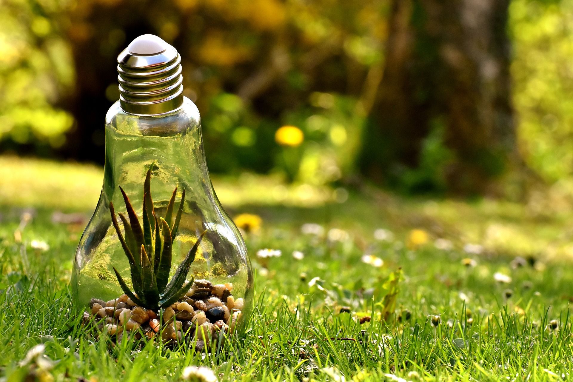 Light bulb with plants inside lying on the green grass